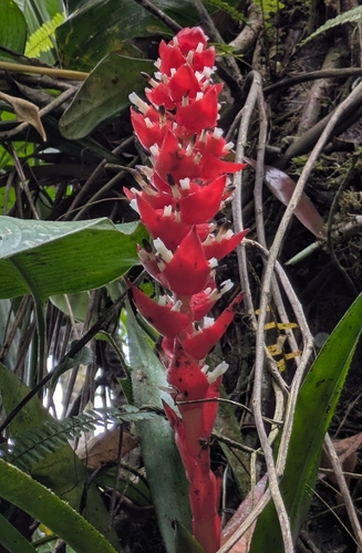 Aechmea hoppii