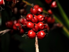 Carex baccans