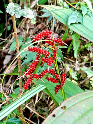 Carex baccans, photograph 1