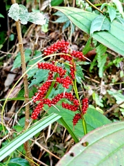 Carex baccans, photograph (c) angryphyco, some rights reserved (CC BY)