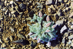 Oxytropis putoranica