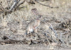 Lepus habessinicus