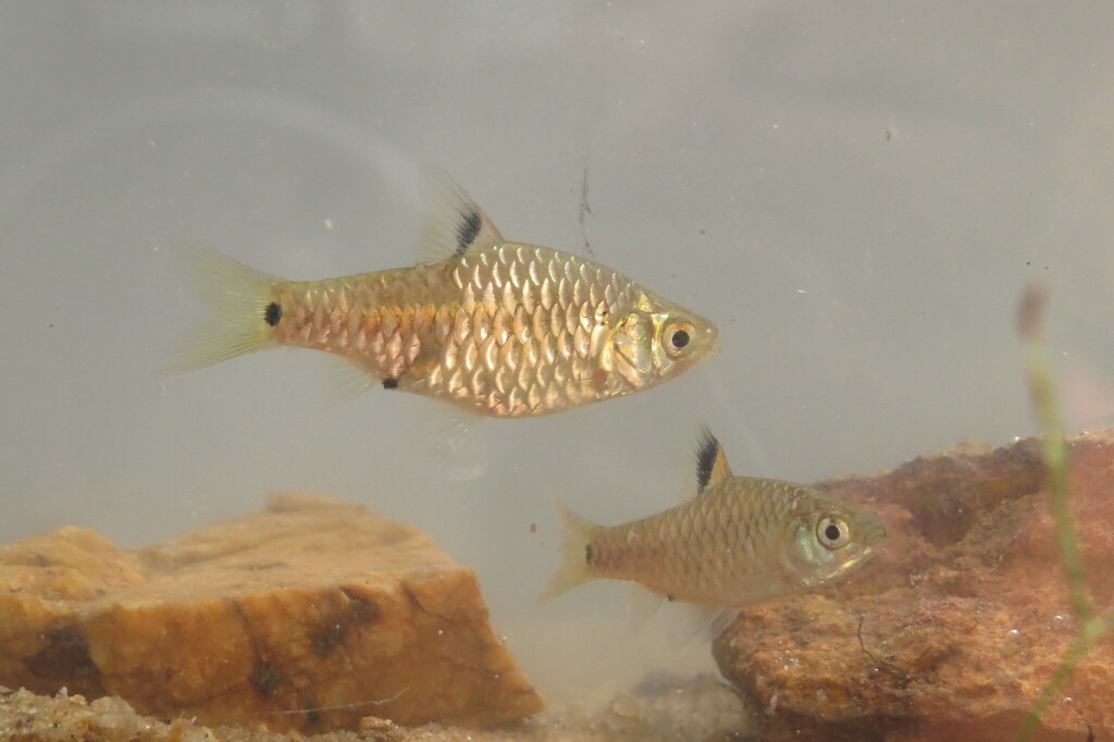 Silver barb (Puntius vittatus) — Cyprinidae
