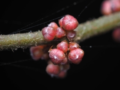 Oreocnide frutescens, photograph (c) angryphyco, some rights reserved (CC BY)