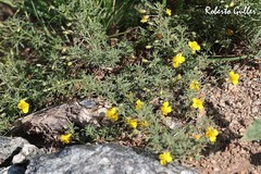 Scoparia montevidensis