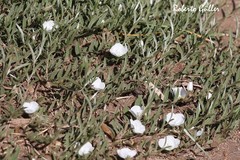 Evolvulus sericeus sericeus