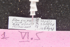 Polygraphus poligraphus