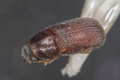 Polygraphus poligraphus