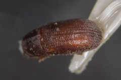 Polygraphus poligraphus