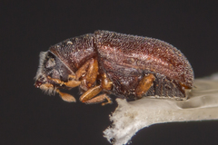 Polygraphus poligraphus