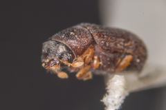 Polygraphus poligraphus