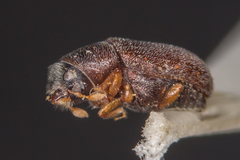 Polygraphus poligraphus