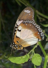Hypolimnas misippus