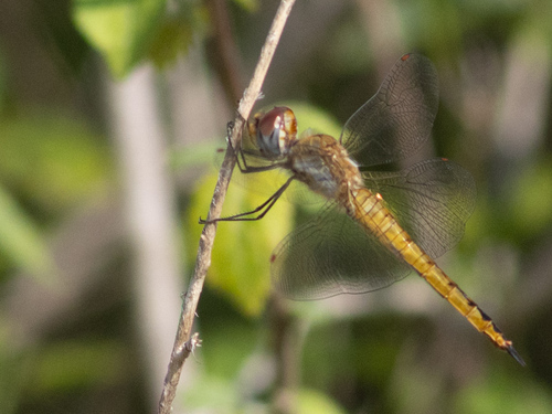 Wandering Glider