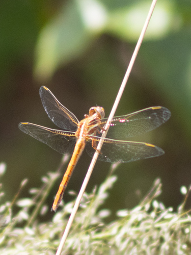Two-striped Skimmer