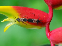 Leptoscelis excellens