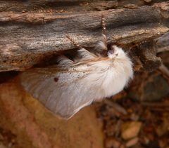 Bombycomorpha pallida