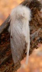 Bombycomorpha pallida
