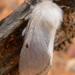 Bombycomorpha pallida - Photo (c) Chrissie Fourie, algunos derechos reservados (CC BY-NC), subido por Chrissie Fourie