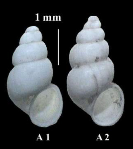 Bythiospeum articense