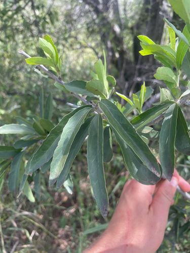 anthill saffron (Elaeodendron transvaalense)