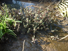 Limnophila