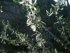 Bougainvillea spinosa