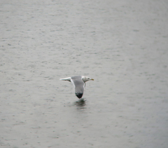 Larus argentatus mongolicus