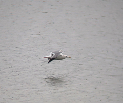 Larus argentatus mongolicus