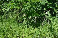 Tulipa sylvestris australis