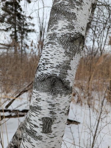 White birch