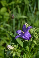Campanula trachelium