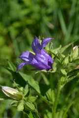 Campanula trachelium