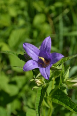 Campanula trachelium