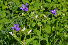 Campanula trachelium