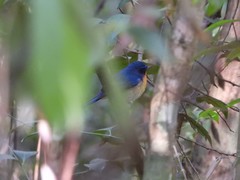 Cyornis whitei