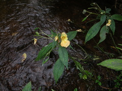Impatiens chlorosepala