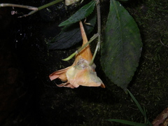 Impatiens chlorosepala