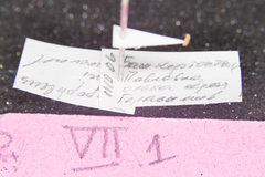 Trypophloeus alni