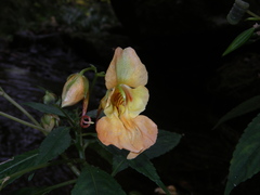 Impatiens chlorosepala