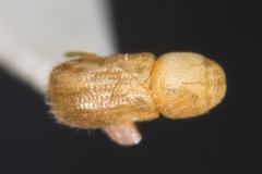 Trypophloeus alni