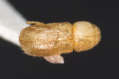 Trypophloeus alni