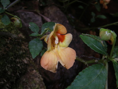 Impatiens chlorosepala