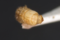 Trypophloeus alni