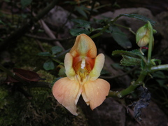 Impatiens chlorosepala