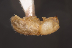 Trypophloeus alni