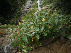 Impatiens chlorosepala