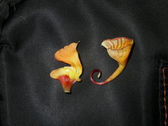 Impatiens chlorosepala