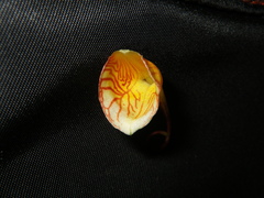 Impatiens chlorosepala