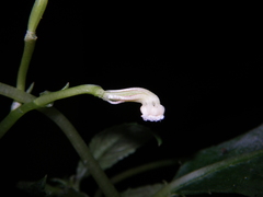 Impatiens chlorosepala